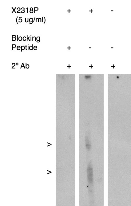 " Western blot using antigen immunoaffinity purified and FLAP antibody (Cat. No. X2318P) on human kidney cell lysate.  Lysate used at 15 µg/lane.  Antibody used at 5 µg/ml.  Secondary antibody, mouse anti-rabbit HRP (Cat. No. X1207M), used at 1:75k dilution.

Visualized using Pierce West Femto substrate system.  Exposure for 5 minutes
"